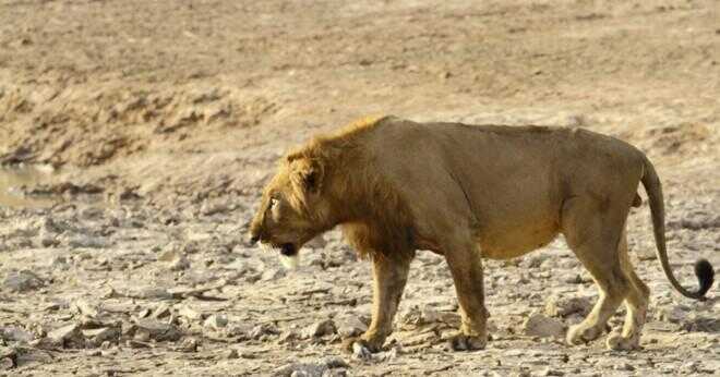 Hur är afrikanska lejon?