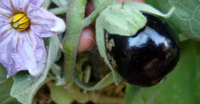 Vilken växt familj gör aubergine tillhör?