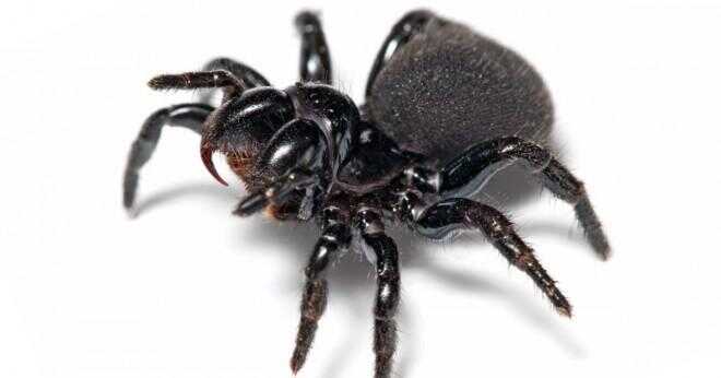 Vilken typ av spider är solid svart fuzzy med en röd eller orange fläck på ryggen i Florida?