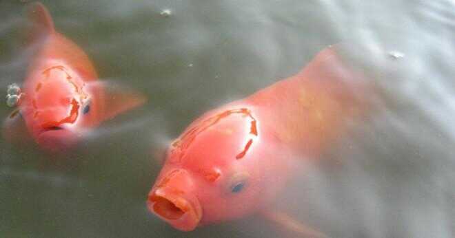 Hur ser en sjuk guldfisk ut?
