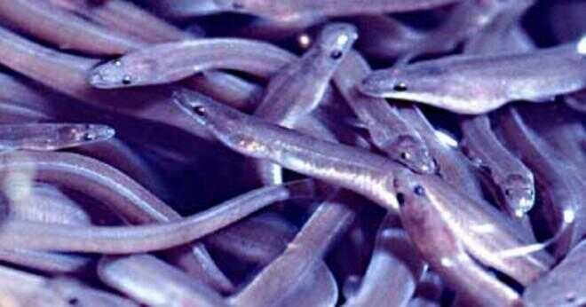 Vad kallas en grupp av elektriska ålar?