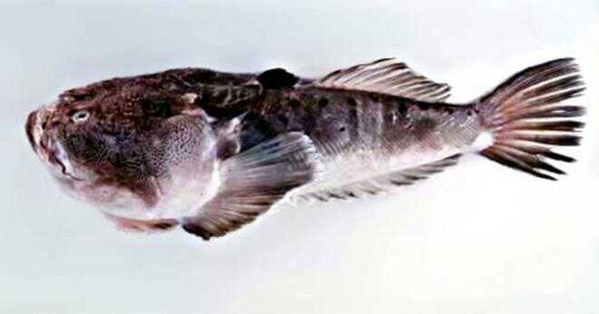 Vad äter barracuda fisk?