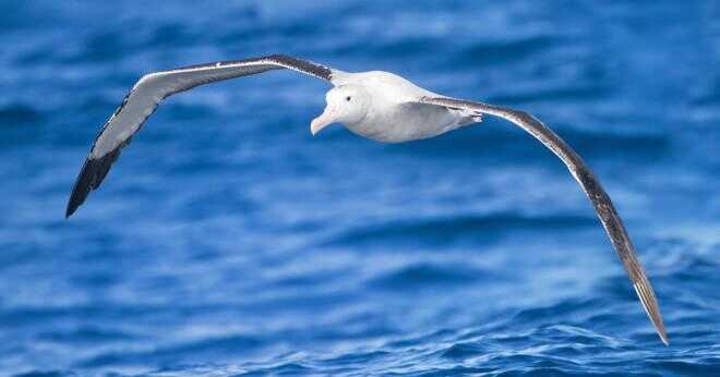 Är albatross i Antarktis?