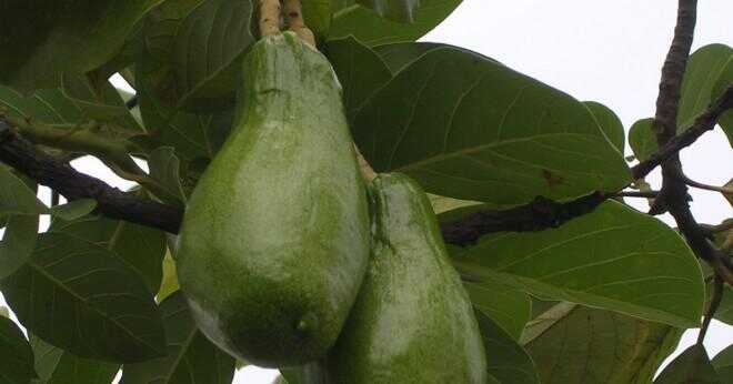 Vilken typ av fettsyra finns i avokado päron?