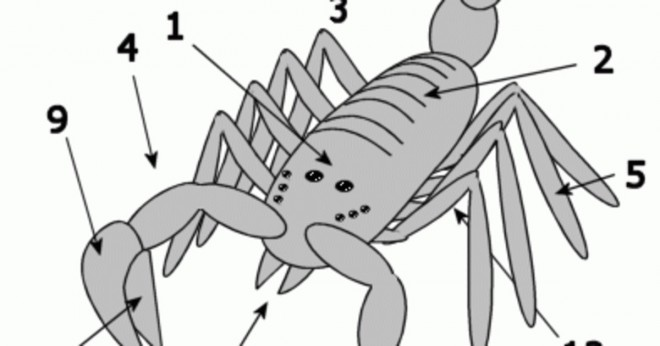 Varför använder en skorpion gift för att döda sitt byte?