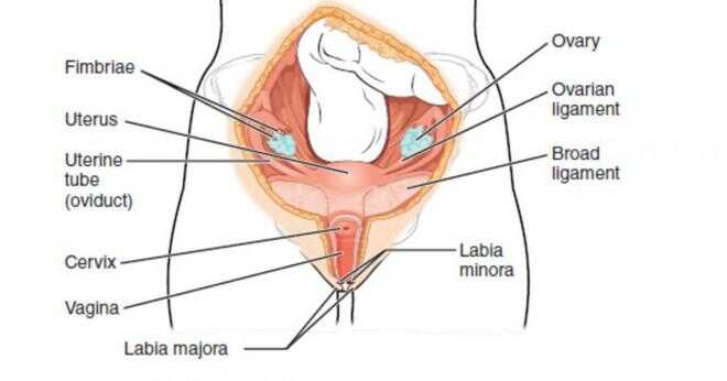 Är livmodern finns i kvinnliga och manliga kroppen?