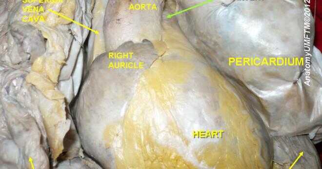 Vad är strukturen på de högra pulmonell ven?