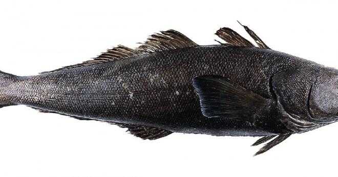Är en grouper fisk ett ryggradsdjur eller en ryggradslösa djur?