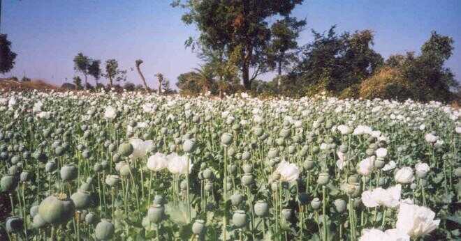 Vad är de positiva och negativa effekterna av opium?