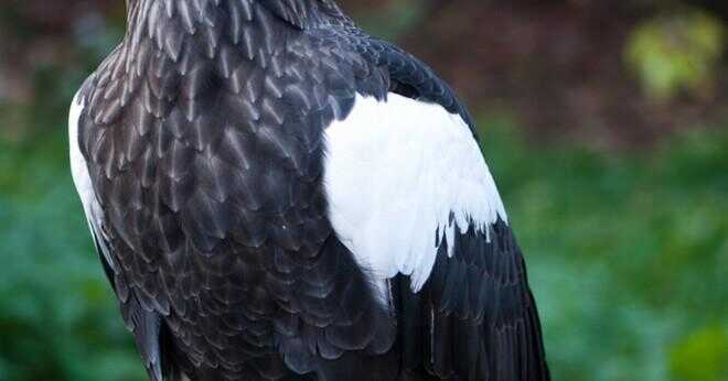 Hur bald eagle anpassa sig till deras livsmiljö?