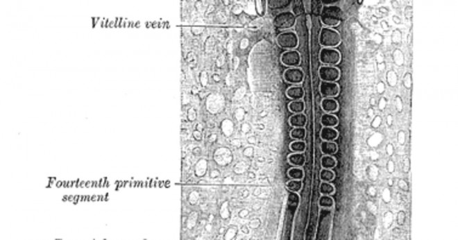 Vilka är de fyra typerna av vertebrate vävnader och deras funktion?