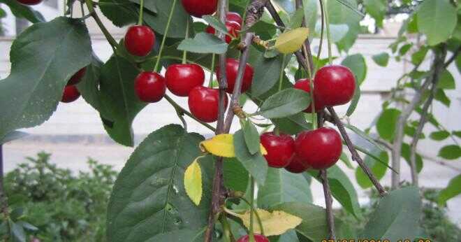 Kan en sweet cherry tree pollinera med ett surkörsbär träd?
