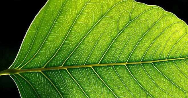 Vilka är de viktigaste produkterna av photosynthesis?