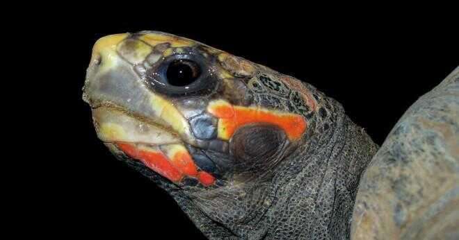 Hur Didi sköldpaddan förlora sina tänder?