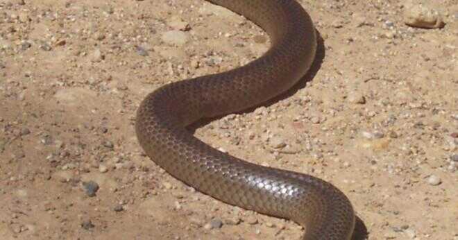 Vilken orm är snabbare på strike hastighet skallra ormen king cobra eller svart mamba?