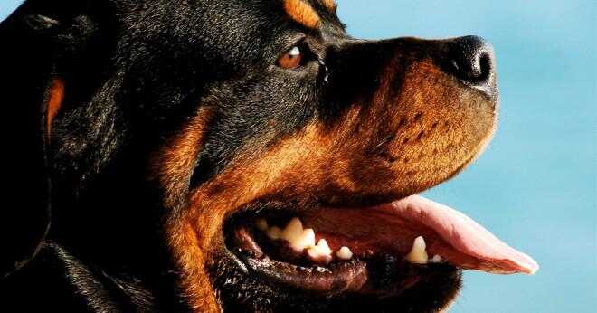 Vilken hundras har svart tandkött?