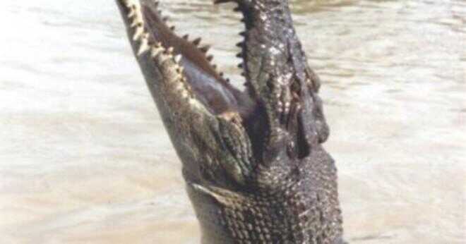 Hur kan flytta krokodiler i vattnet?