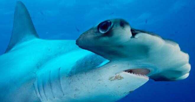 Vad är metoden för great white och hammerhead hajar andas?