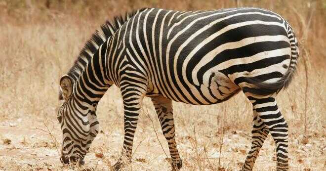 Har alla zebror svart och vit hud?