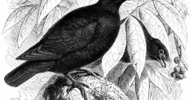 När upptäcktes dodo-fågeln?