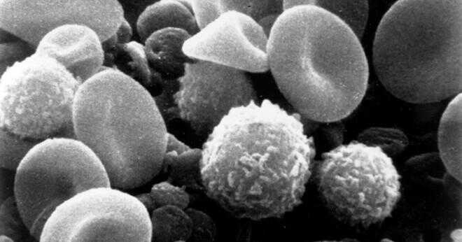 Vad är lymfocyter att skriva?