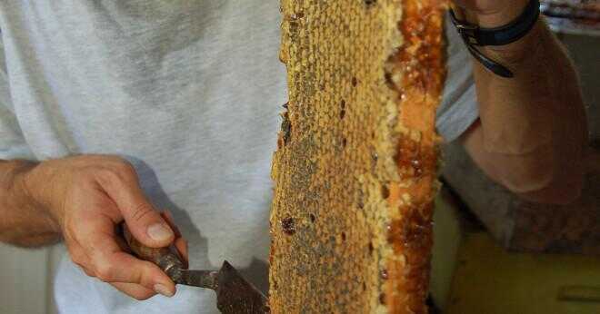 Varför lockas bin till söta saker?