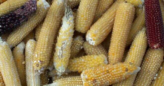 Vad är skillnaden på popcorn till vanlig majs?