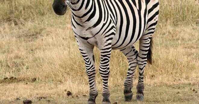 Är en zebra svart med vita ränder eller vita med svarta ränder?