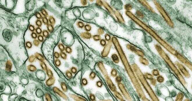 Hur många influensavirus är en nanometer?