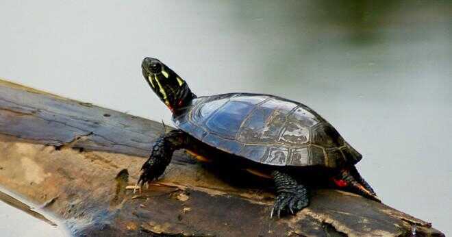 Vad är den snabbaste sköldpaddan på land?
