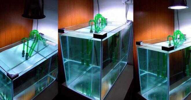 Vad skulle hända med en saltvatten fisk och dess cell om det placerades i sötvattensakvarium?