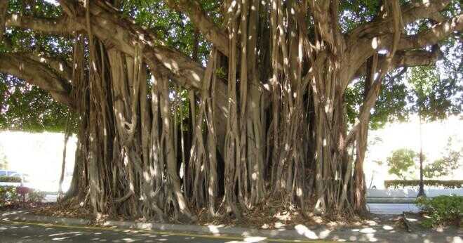 Vad heter banyan tree på Hindi?