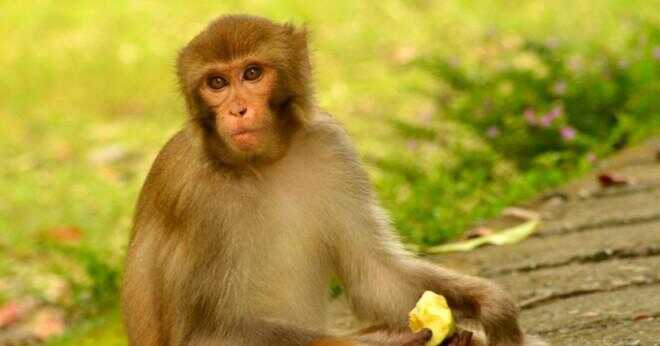 Vad är den stigande åtgärden för apor tass?
