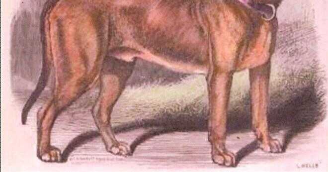 Vad är större en manlig eller kvinnlig mastiff-hund?