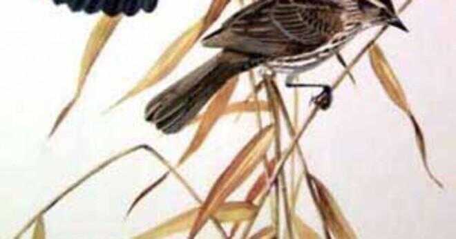 Vilka är tecknen i häxan av blackbird damm?
