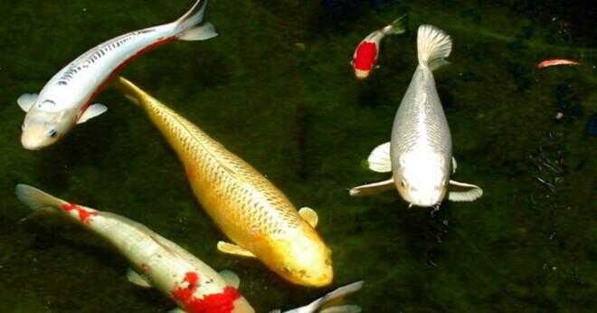 Vad är de lilla vita strängar kommer ur din goldfish fenor?