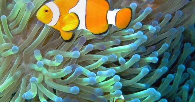 Nackdelarna med det symbiotiska förhållandet mellan en clownfisk och en havsanemon?