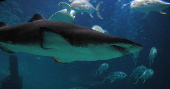 Great white hajar är född blind eller öppen?