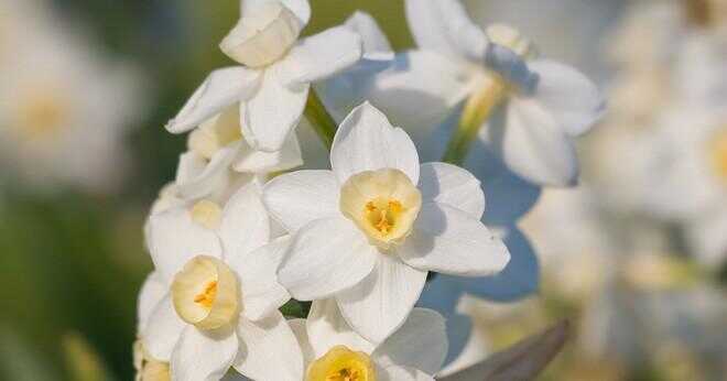 Varför påskliljor för Daffodil Day?