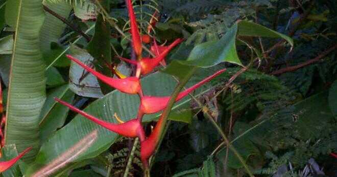 Vilken typ av blommor locka kolibrier?