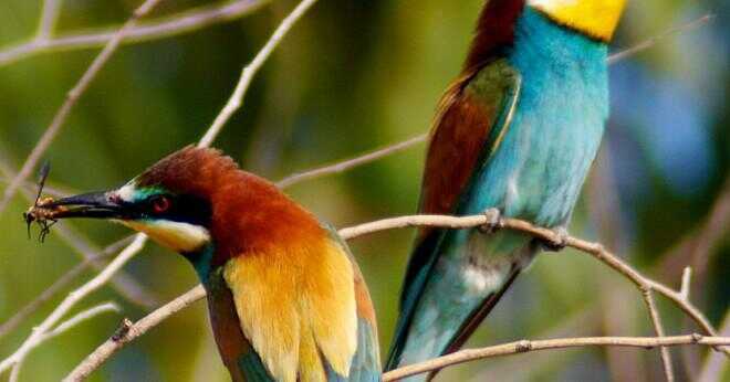 Varför har påfåglar färgglada fjädrar?