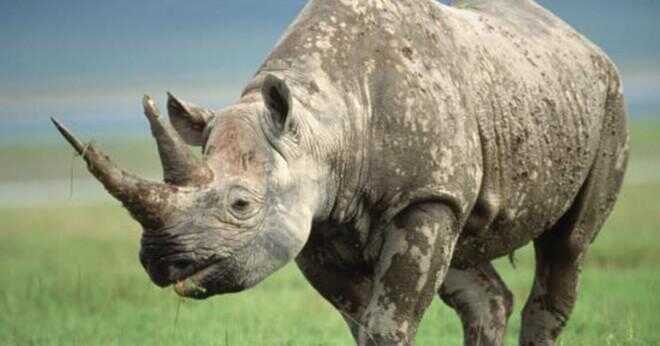 Hur länge lever rhino skalbaggar från ett barn till en vuxen?