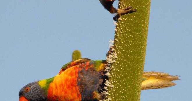 Vilken typ av vegetation har rainbow lorikeet leva?