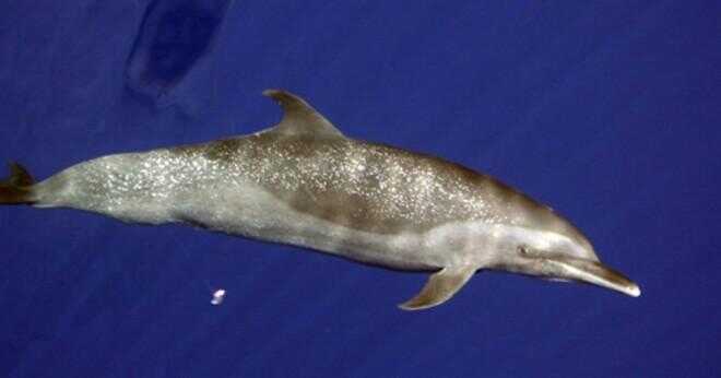 Hur lång är dräktighetstiden för en delfin?