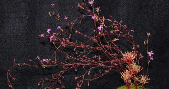 Kan Flugtrumpetväxter leva utan luftfuktighet?