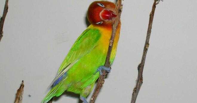 Vilken fågel har en vit huvud orange näbb och rödaktig bröst?