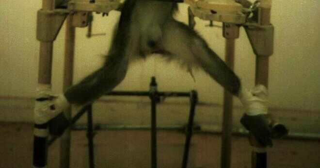 Varför använder de apor i djurförsök?