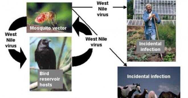 Vad är west Nile-virus hos hästar?