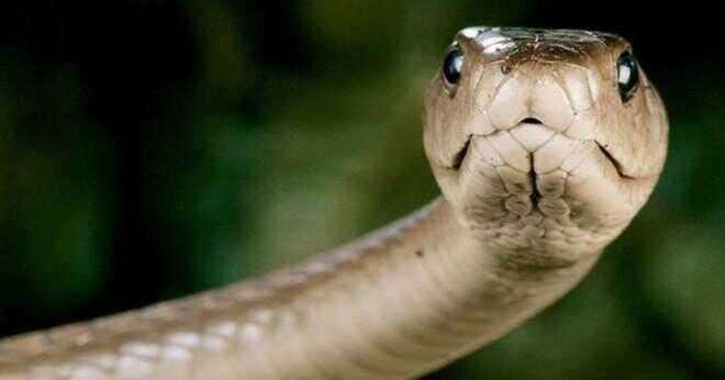 Banakon orm är en king cobra eller en svart mamba?