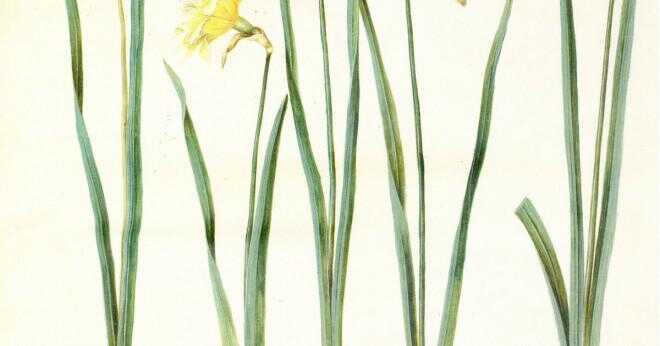 Vad är det vetenskapliga namnet för daffodil?